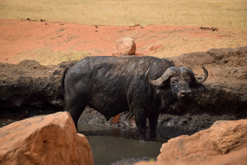 Obraz premium Büffel in Tsavo East National Park Kenya, Kenia, Savanne, Wasser 