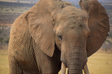 Naklejka na ściany i meble Elephants in the Tsavo East National Park, Elephant, Elefant, Schlamm, Makro