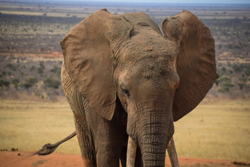 Fototapeta na wymiar Elephants in the Tsavo East National Park, Elephant, Elefant, Schlamm, Nahaufnahme 