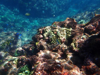 ヒリゾ浜の魚たち