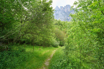 Fototapeta na wymiar Fuente De mountains forest in Camaleno Cantabria