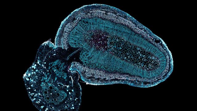 cuscuta stem and median - cross section cut under the microscope &ndash; microscopic view of plant cells for botanic education