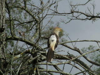 GEDSC DIGITAL CAMERA