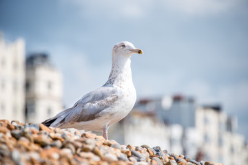 Möwe am Meer