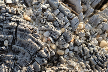 Old wood piling at the waters edge is covered in small smooth beach stones washed up on Cape May NJ