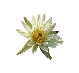 white lotus flower isolated   