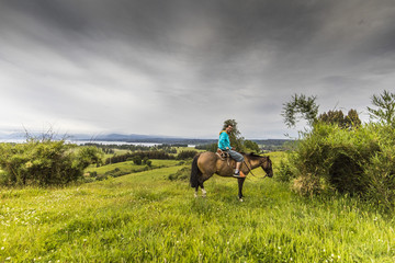 Amazing horse walk along the meadows close to Rupanco Lake on a wonderful green grass with amazing...