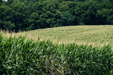 Rows and rows of corn on an Amish Farm grow in the summer sun