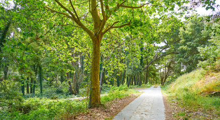 Fototapeta premium Islas Cies islands forest near Vigo Galicia Spain