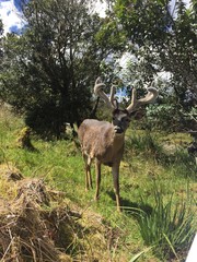 venado