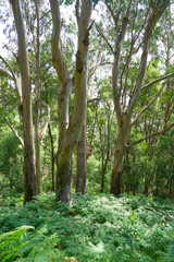 Islas Cies islands forest near Vigo Galicia Spain