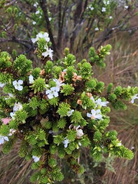 Pinito de Paramo