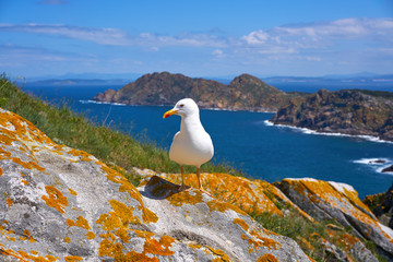 Islas Cies islands seagull sea gull bird in Galicia