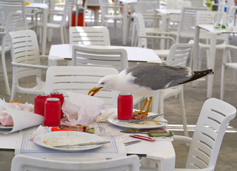 seagull eating on a restaurant table