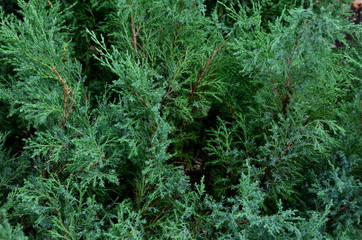 
The densely growing fragrant branches of the juniper are common.