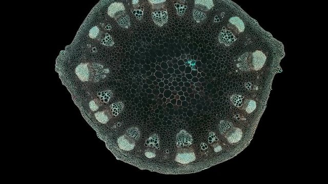 dicotyledon stem - cross section cut under the microscope &ndash; microscopic view of plant cells for botanic education