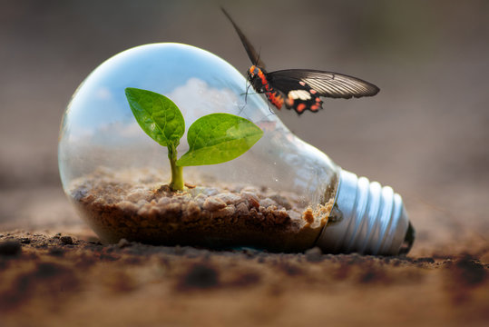 plant growing inside lightblub with butterfly for protect environment concept