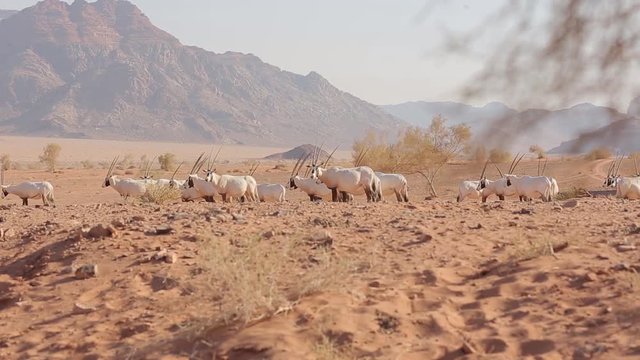 Stock footage of magical landscapes, breathtaking nature, birds and animals reserved in the magical desert of Petra and Wadi Rum