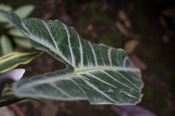 large leaf close up