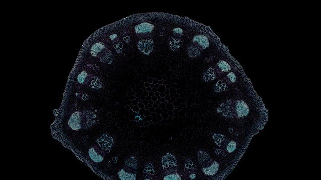 dicotyledon stem - cross section cut under the microscope &ndash; microscopic view of plant cells for botanic education