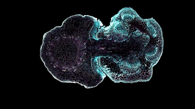 dodder parasitic root - cross section cut under the microscope &ndash; microscopic view of plant cells for botanic education