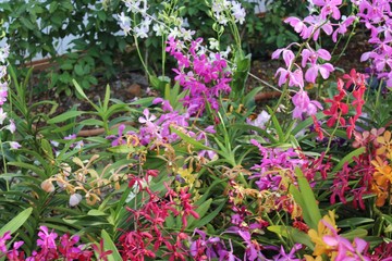 Obraz premium pink flowers in the garden