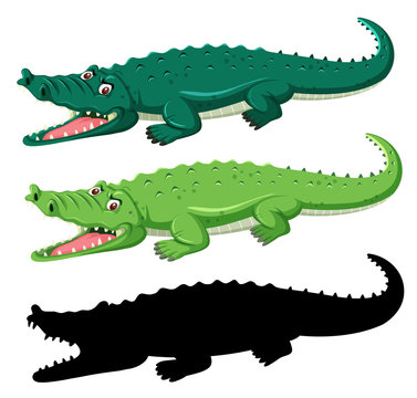 Different graphic type of crocodile