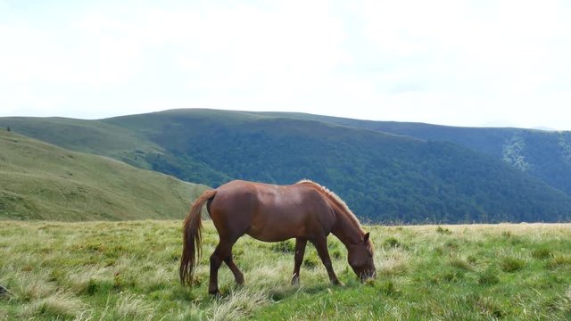 A lonely horse grazes in the mountains. Carpathians