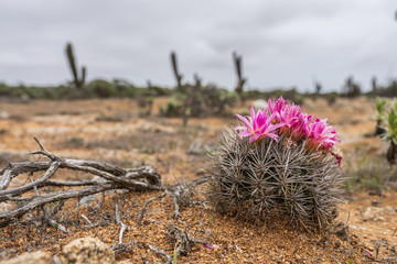 A small "Quisquito" cactus with a beautiful pink flower at Ovalle in the southern region of Atacama Desert. Nice formations over an arid landscape full of clouds. Chile