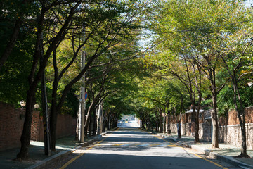 Under the clear and blue sky, there are trees on both side of the street. Trees make fresh air and shadow under the sunlight and we can enjoy them. The road trees was laid down in the shape of an arc