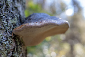Forest huba on the trunk of a tree. Mushrooms, parasites in the forest.