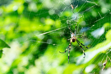 Spider spin a web between two trees for catching its victims that are many tiny bugs. He is a predator of small insects on food chain.