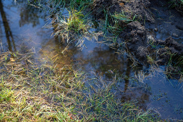 Wet forest road. Pine needles and grass in an autumn puddle.