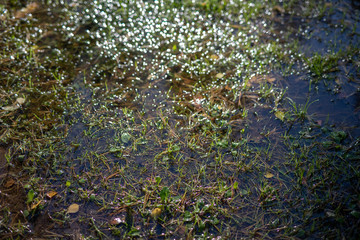 Obraz na płótnie Canvas Wet forest road. Pine needles and grass in an autumn puddle.