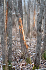 Whitetail Deer Buck Rub on Tree 