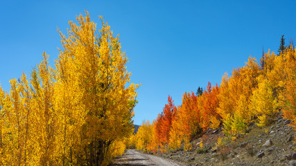 Fototapeta premium Burst of Color