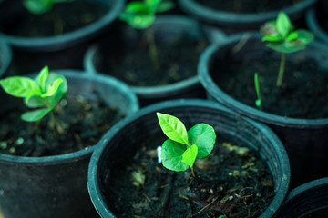 Young coffee plants
