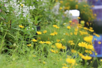 field of dandelions