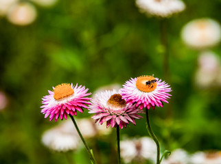 A variety of chrysanthemums