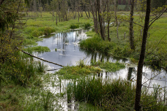 A small river at the edge of the forest. Wetlands and swamps near the river. Season of the autumn.