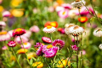 A variety of chrysanthemums