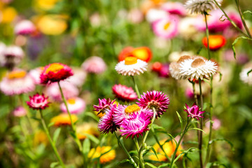 A variety of chrysanthemums