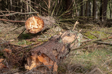 Broken tree in the forest. Old dry spruce in an old stand.