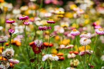 A variety of chrysanthemums
