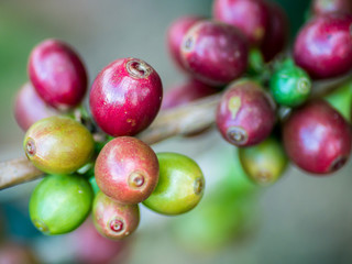 Fresh coffee beans on the tree.
