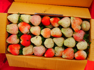 Strawberry.Live in a box on the hill in Chiang Mai, Thailand.