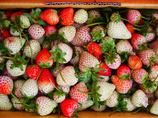 Strawberry.Live in a box on the hill in Chiang Mai, Thailand.