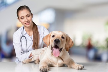 Fototapeta na wymiar Beautiful young veterinarian with a dog on