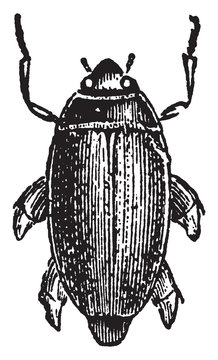 Gyrinus Distinctus, vintage illustration.