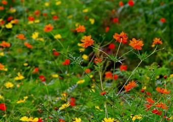 美しいコスモスの花